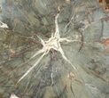 Triassic Petrified Wood (Araucaria) Log - Circle Cliffs, Utah #113281-2